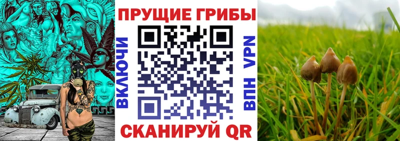 Купить где  Спасск-Дальний  Псилоцибиновые грибы мицелий 